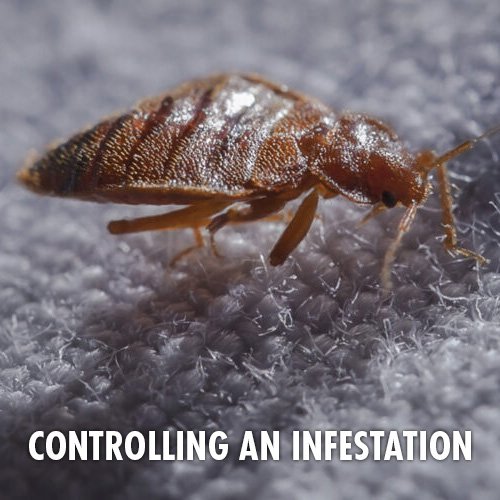 Controlling-an-Infestation