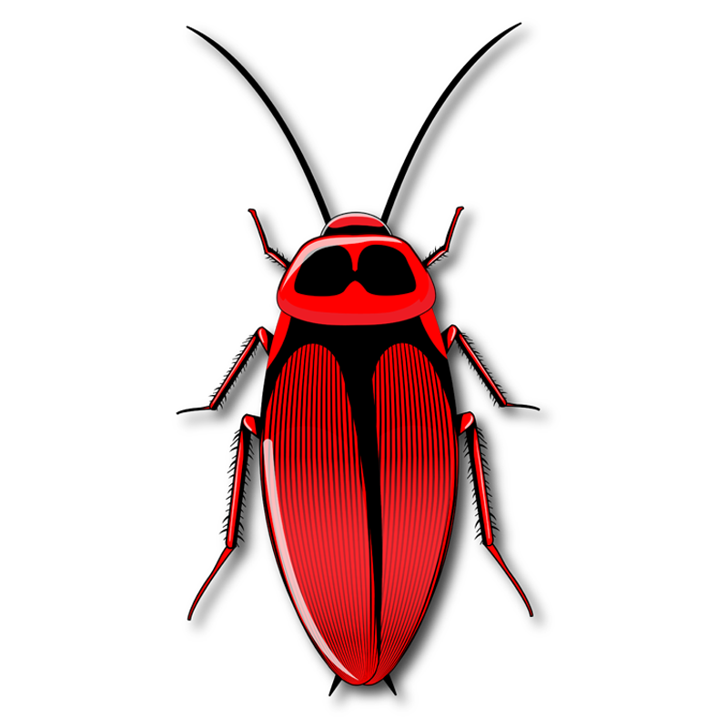 cockroach