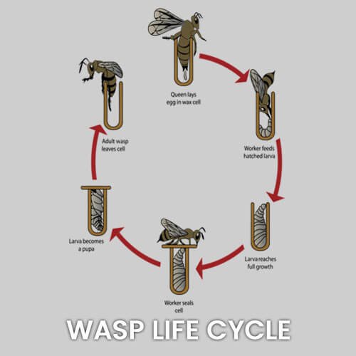 cycle