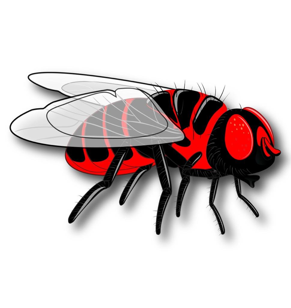 house-flies-pest-control-dubai