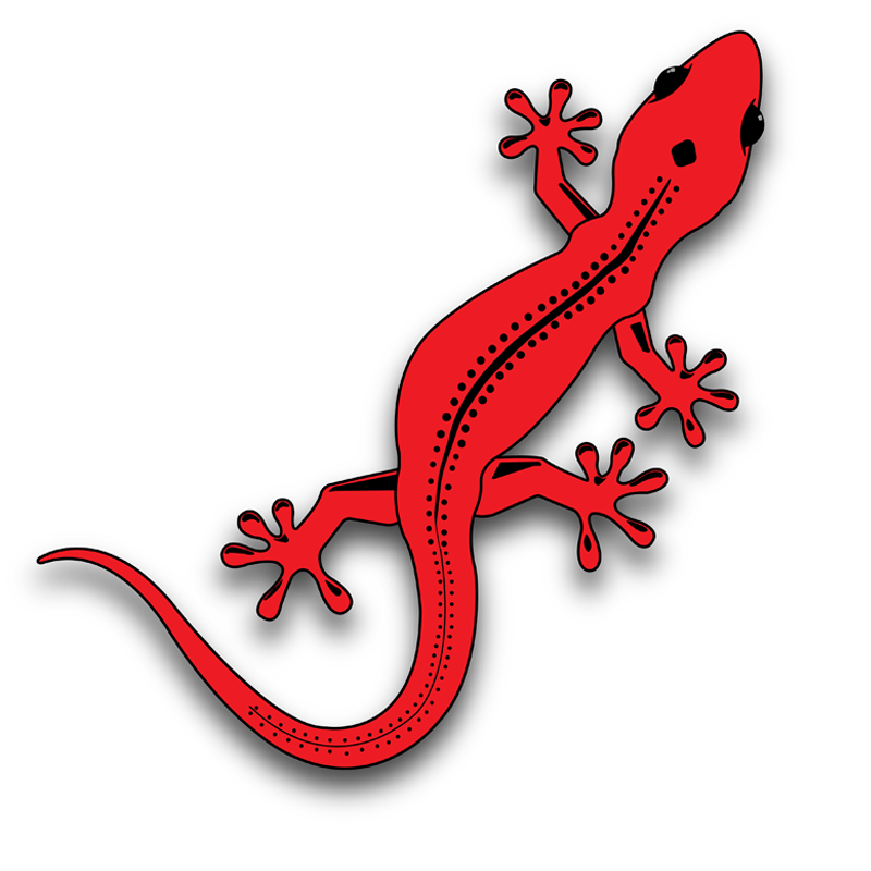 lizard