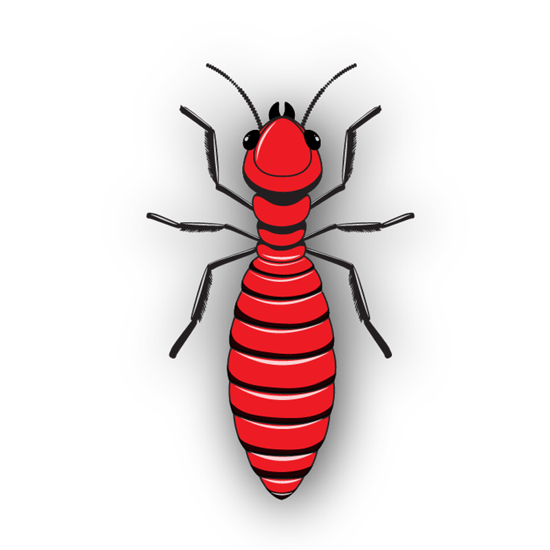 termite-2